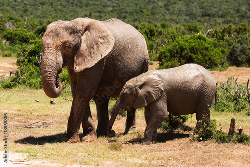 elephants in savanna © fotum