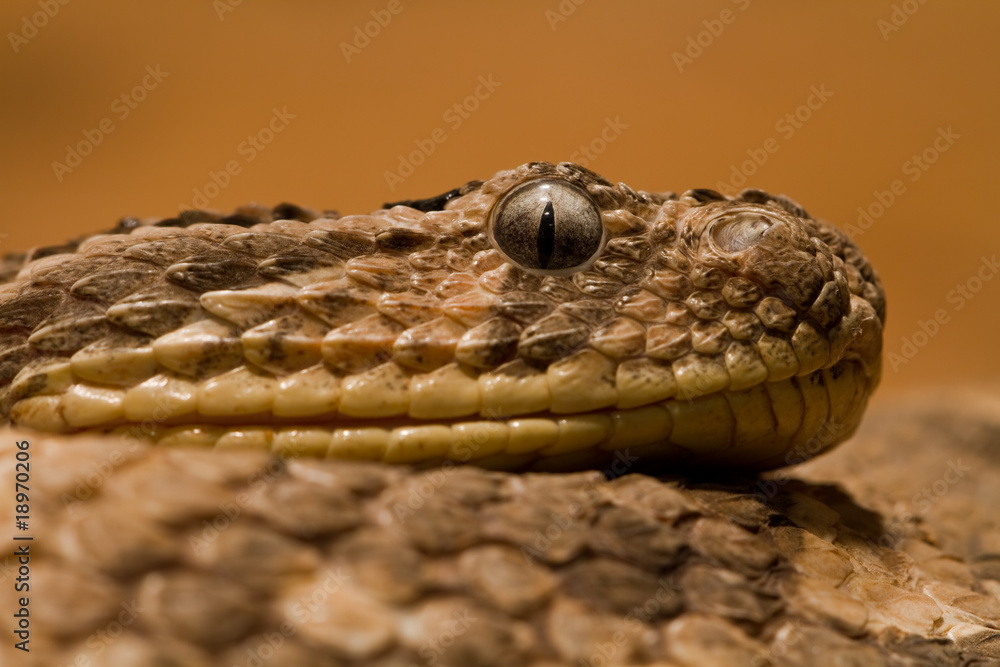 Obraz premium Puffotter