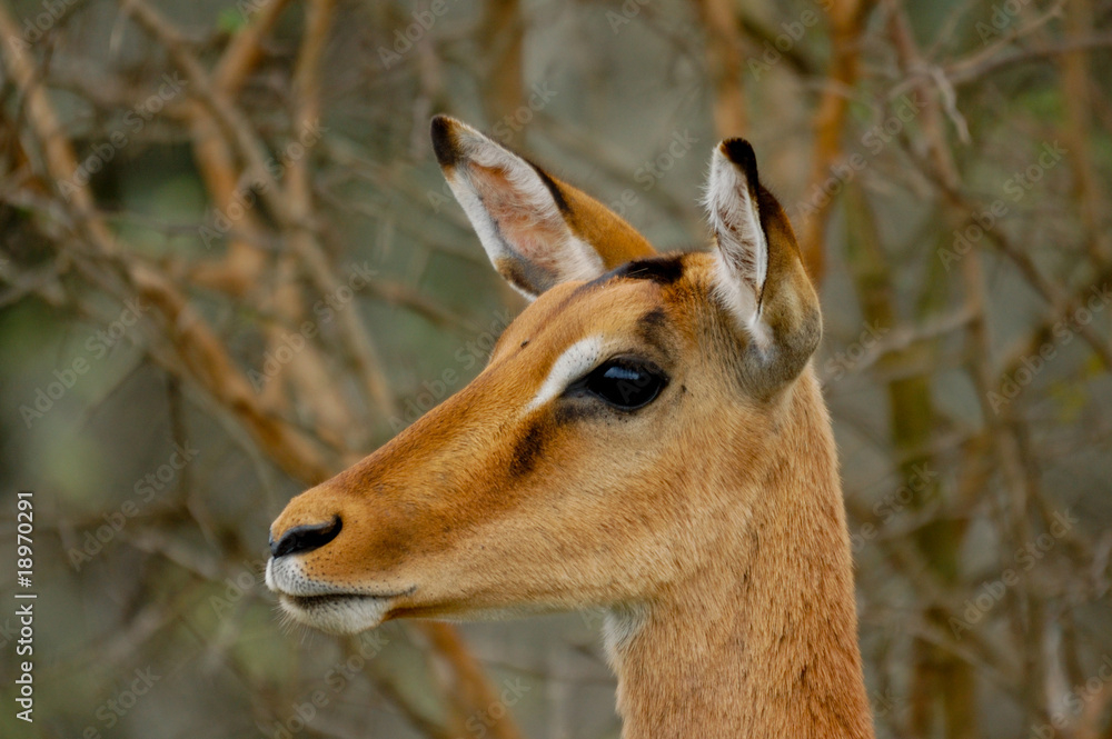 Impala Impala