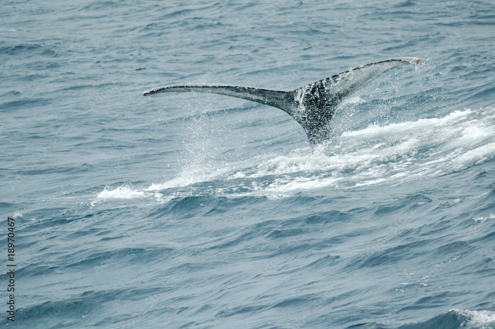 Obraz premium Walflosse