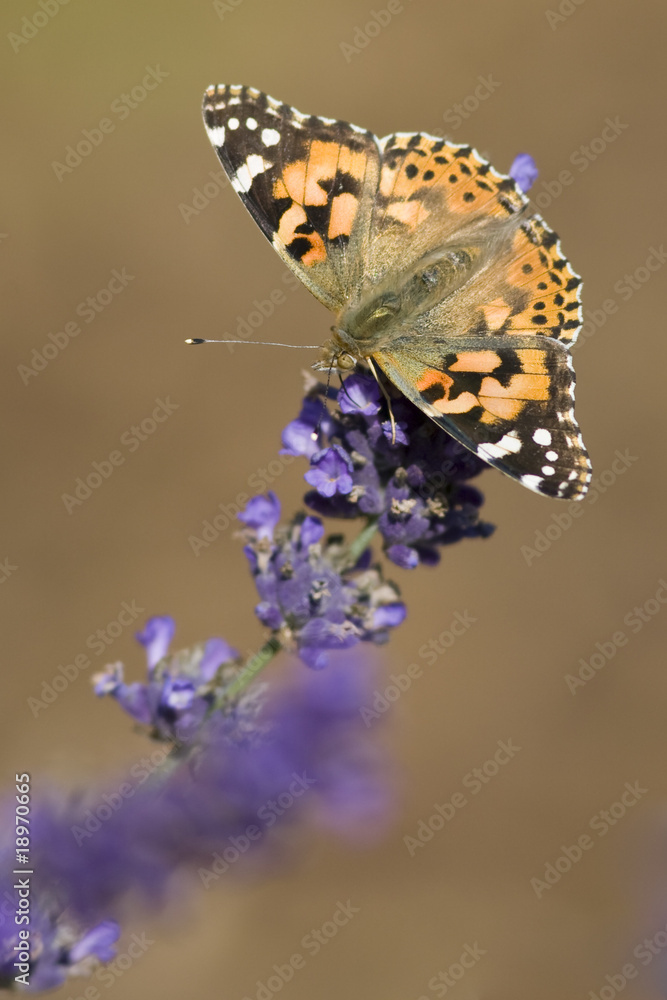 Naklejka premium Diestelfalter
