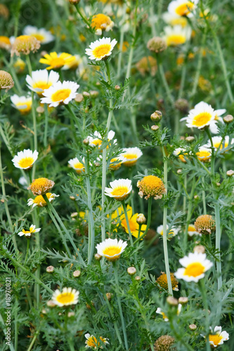 Field of daisy. © Maksim Shebeko