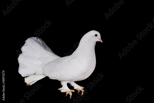 White pigeons