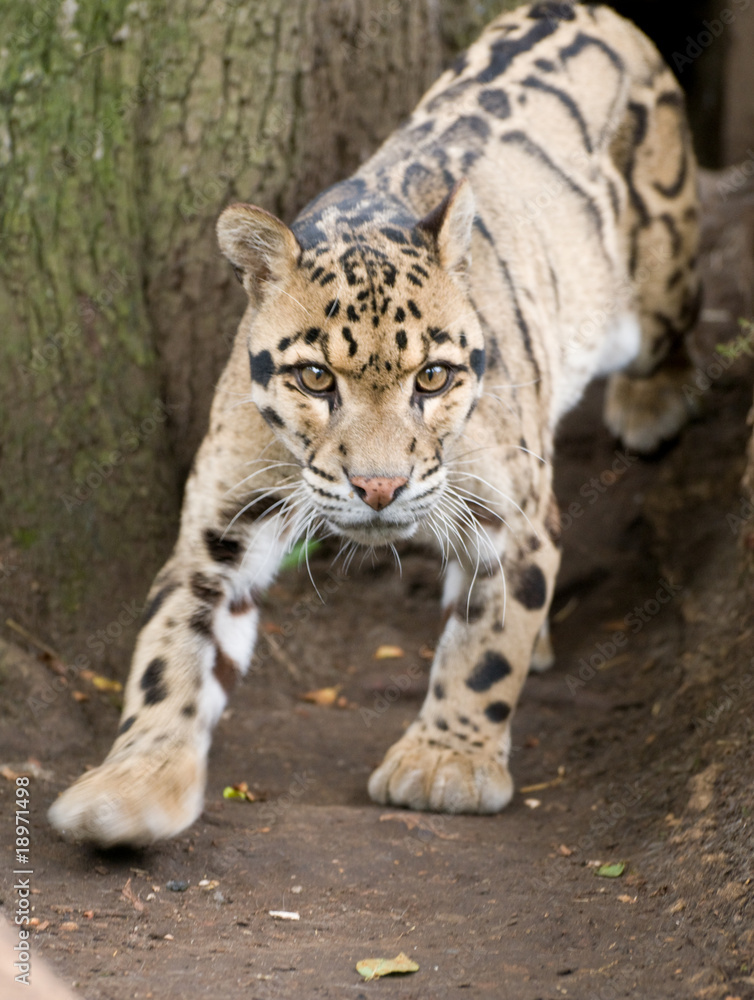 Fototapeta premium Startled Clouded Leopard