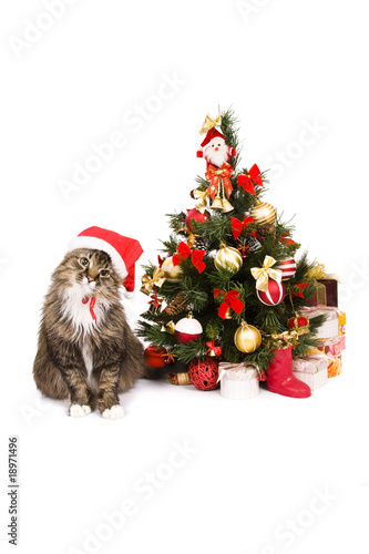 Cat in red Christmas cap sit by Christmas tree