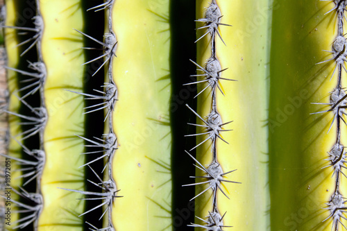 Kaktus Hintergrund
