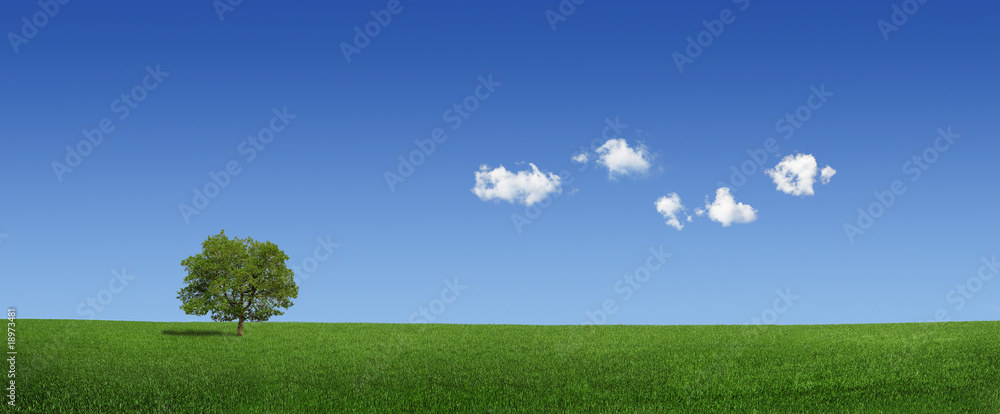 Lonely tree on a green field (XXXLarge) Lonely tree on a green field (XXXLarge)