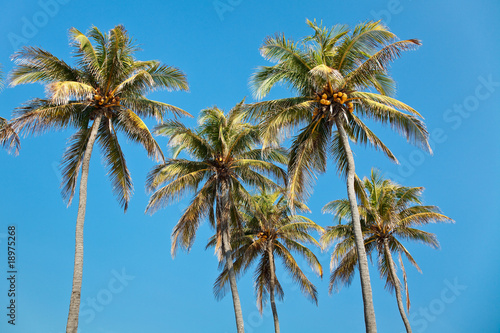 Coconut palmtrees