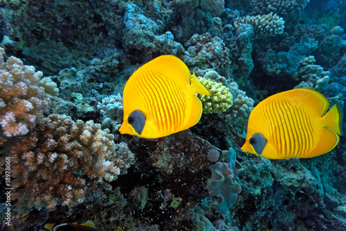Butterfly fish on the coral reef