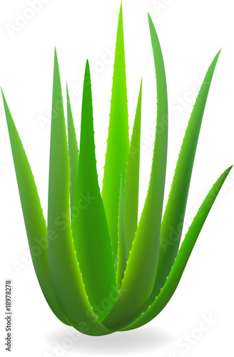 Aloe-vera.