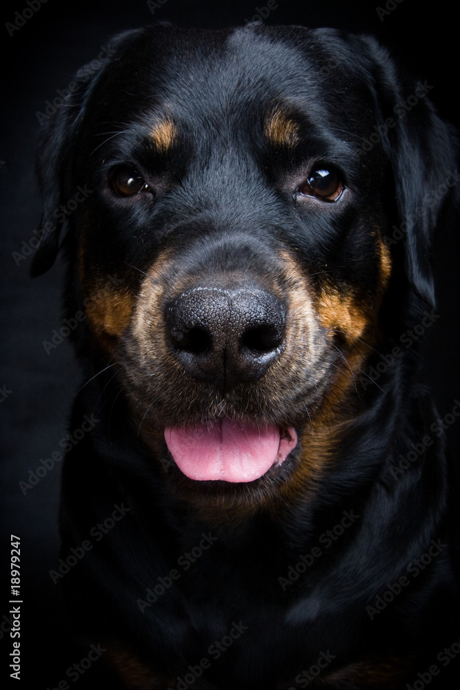 Dog of breed rottweiler. Dog of breed rottweiler.