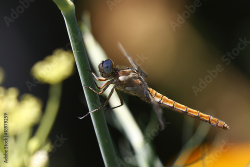 Wallpaper Mural libellula Torontodigital.ca