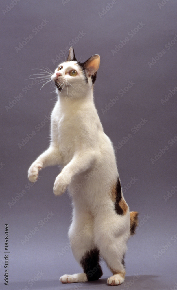 17 Best Chat Debout Images Stock Photos Vectors Adobe Stock 17 Best Chat Debout Images Stock Photos Vectors Adobe Stock