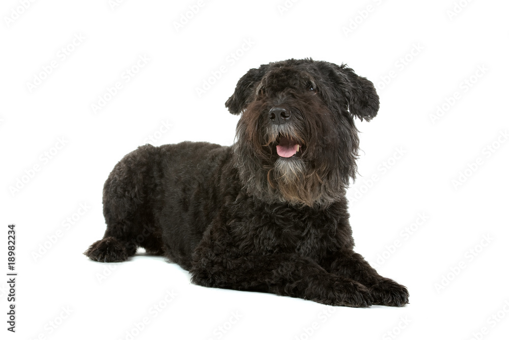 Black Bouvier des Flanders isolated on white Black Bouvier des Flanders isolated on white