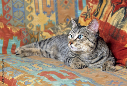 Fotografie pixie bob gris étendu sur un canapé aux couleurs vives