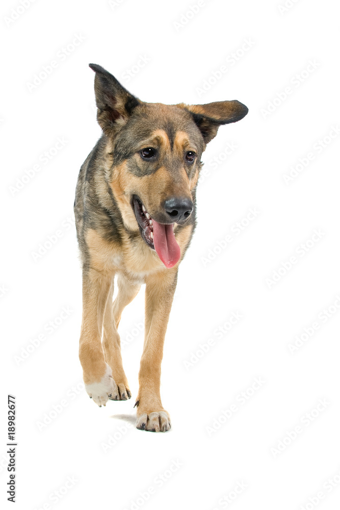 mixed breed dog isolated on a white background mixed breed dog isolated on a white background