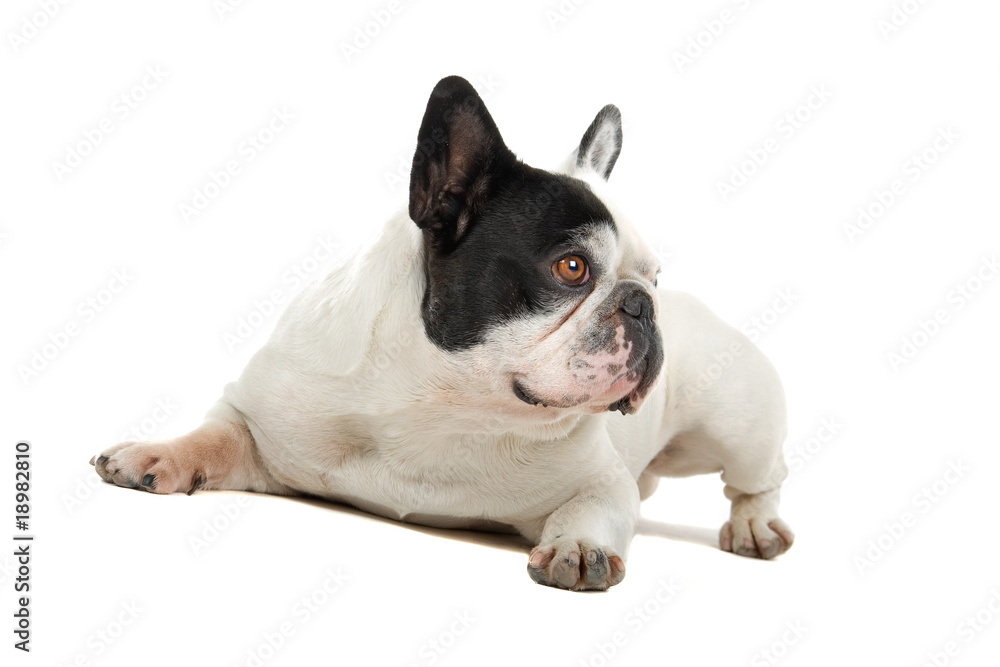 Fototapeta premium French Bulldog isolated on a white background