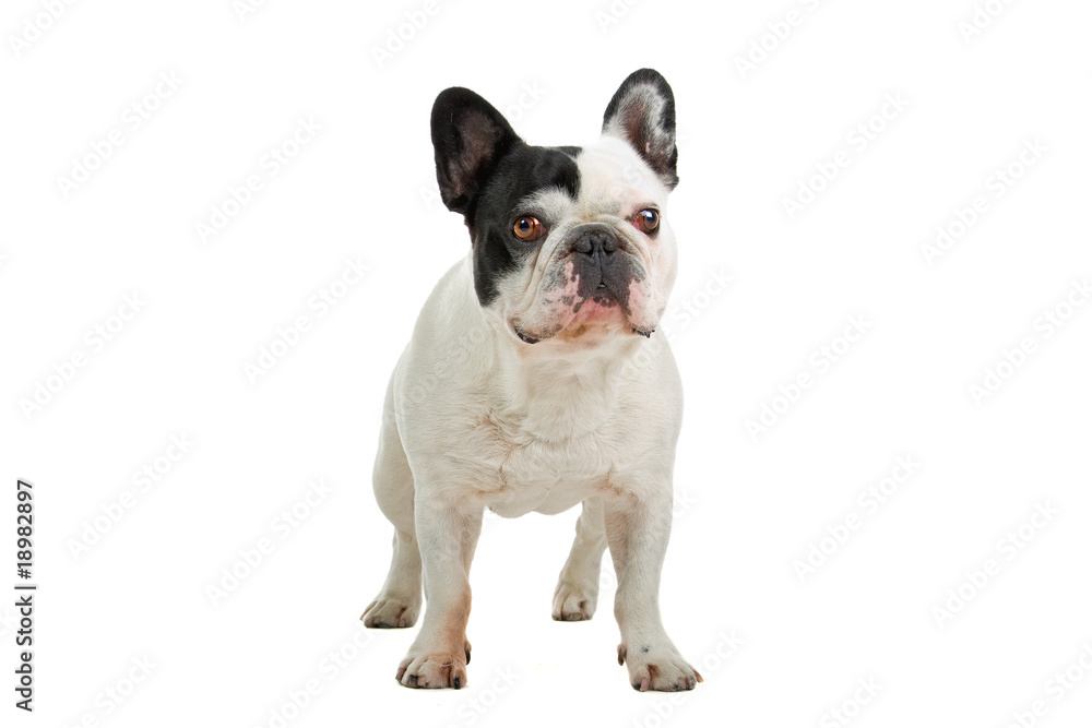 French Bulldog isolated on a white background