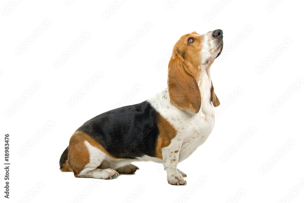 English basset dog (hound) isolated on white
