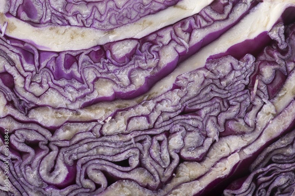 Obraz premium cabbage macro