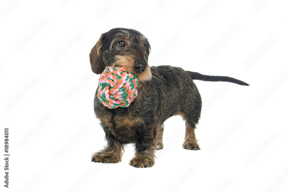 Wire-haired dachshund isolated on a white background