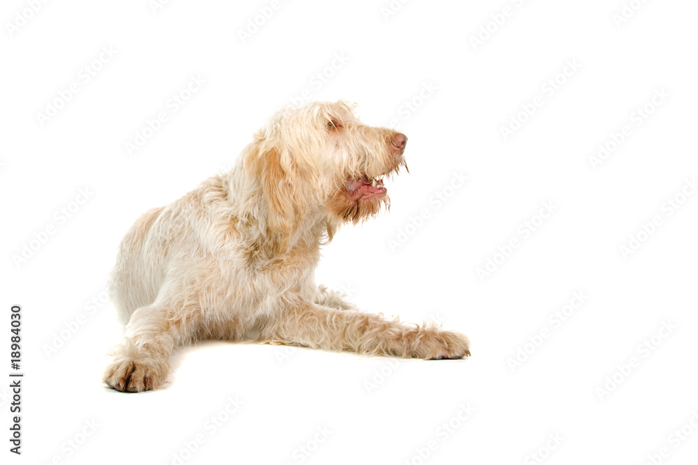 Spinone Italiano ,Italian pointer dog Spinone Italiano ,Italian pointer dog