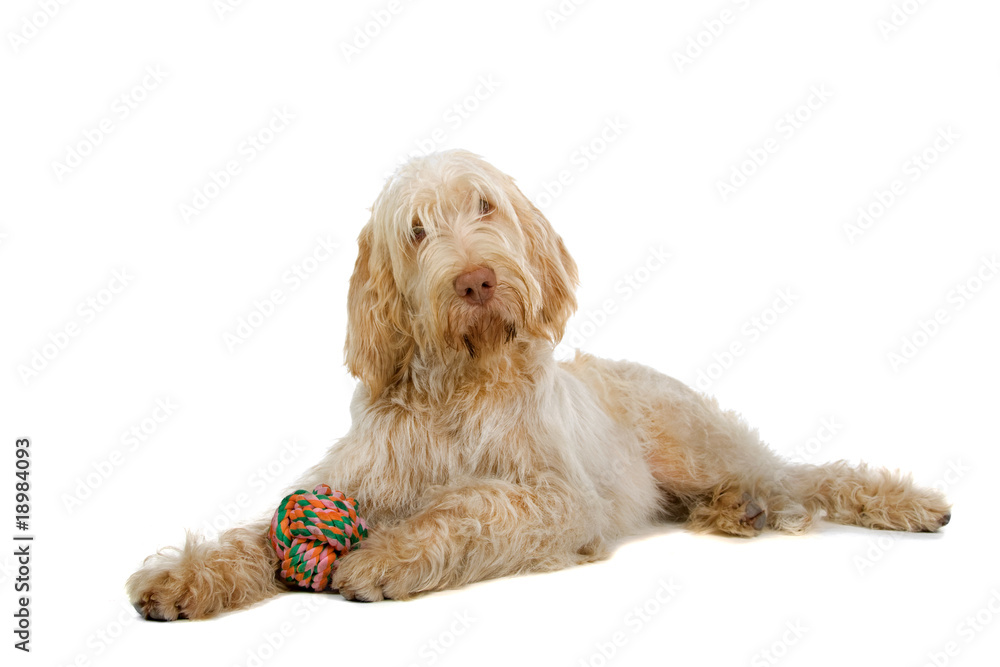 Spinone Italiano ,Italian pointer dog isolated on white Spinone Italiano ,Italian pointer dog isolated on white