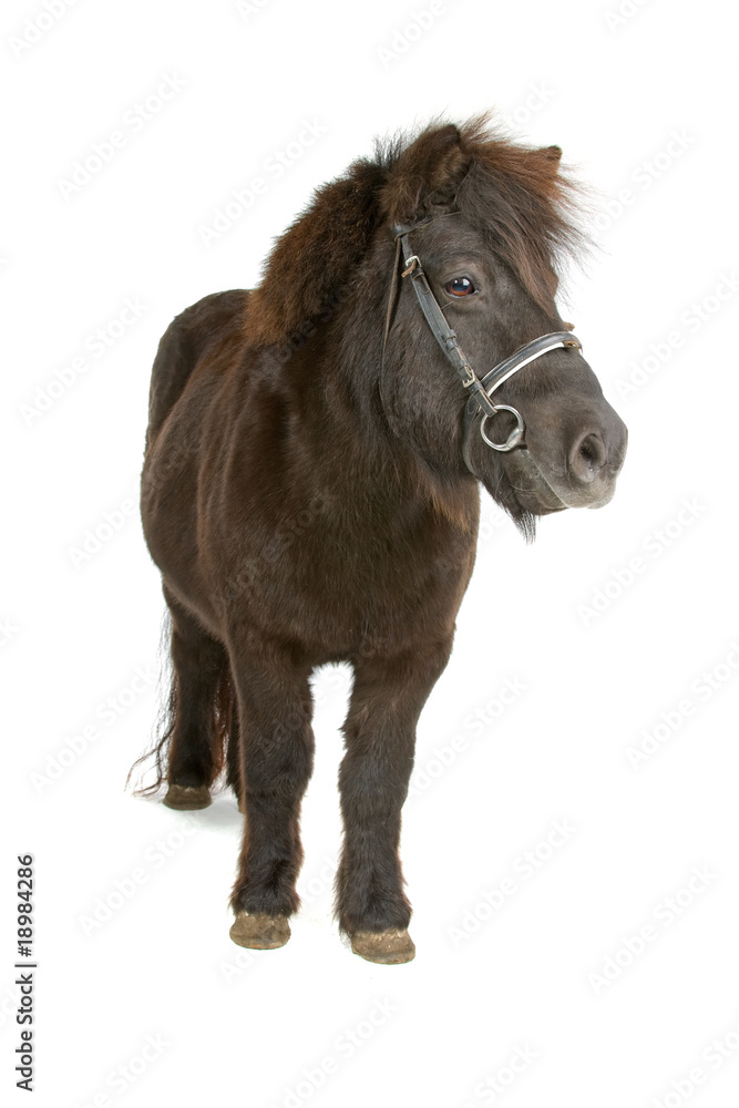 Obraz premium pony isolated on a white background