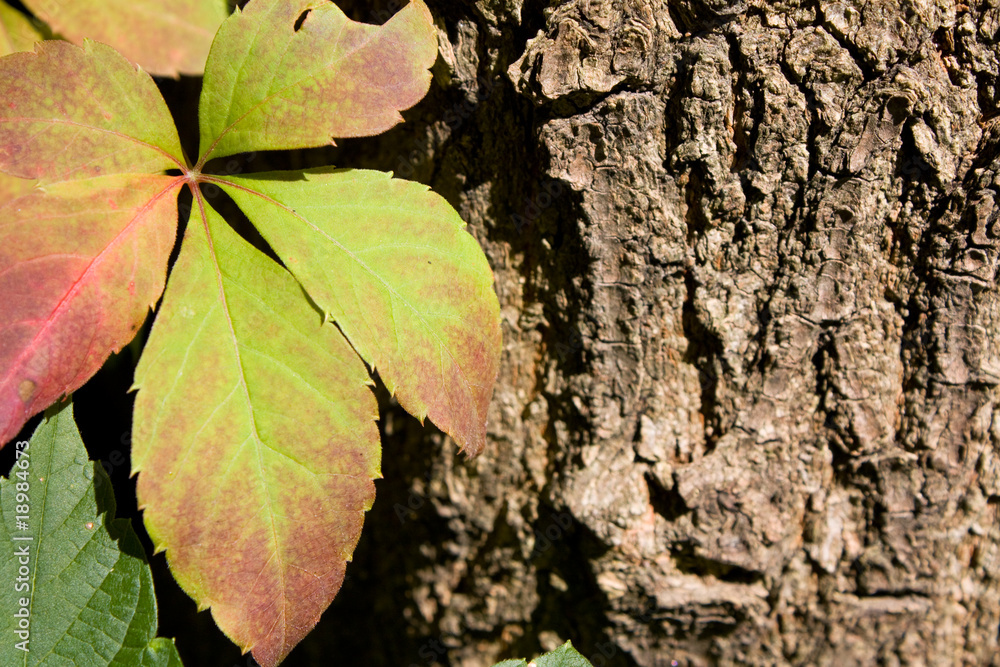 Leaf on the trunk of tree