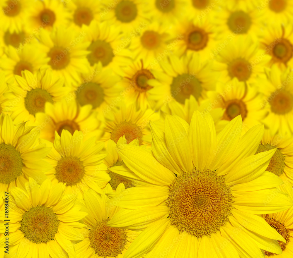 sunflowers petals closeup