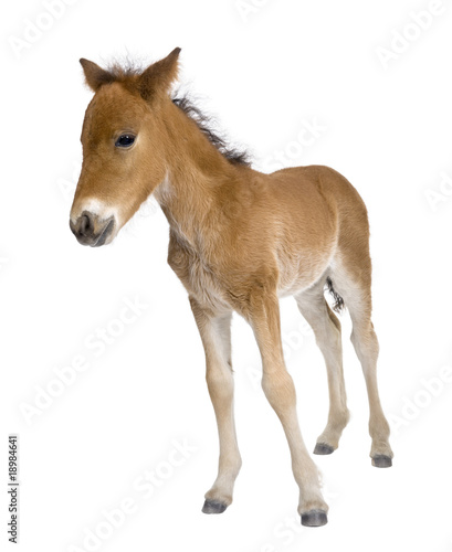 Portrait of foal, standing in front of white background