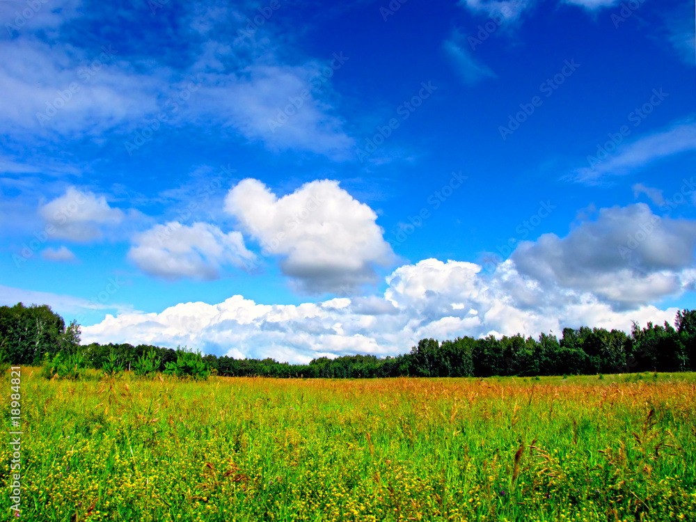 Obraz premium krajobraz z zielonymi polami i lasem