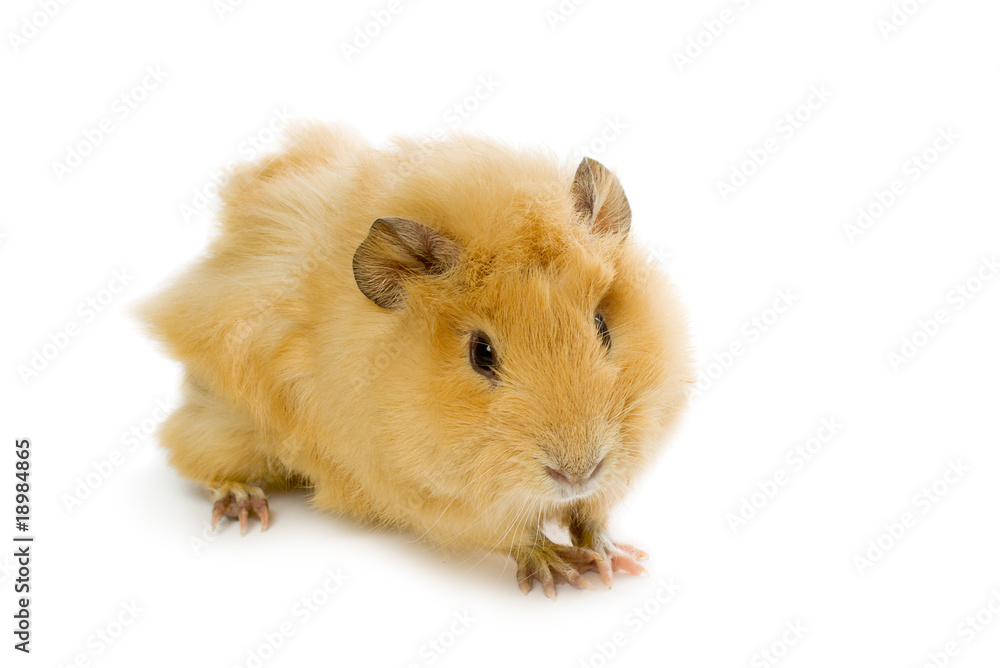 Brown guinea pig Brown guinea pig