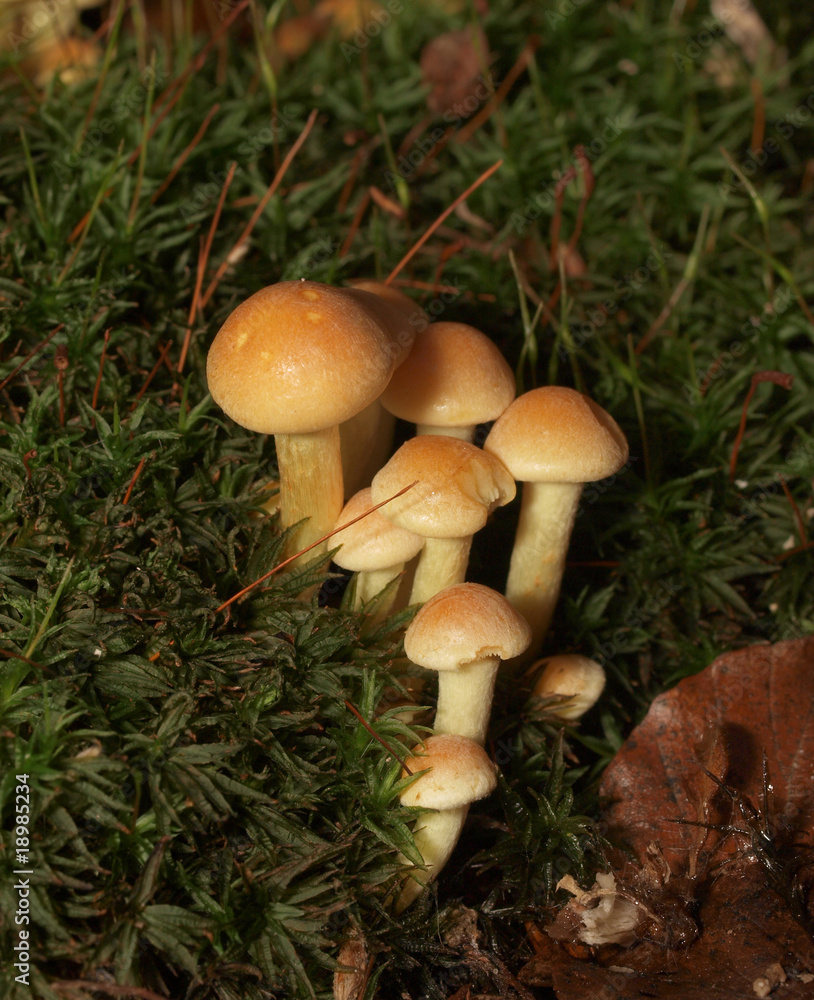 woodland fungi