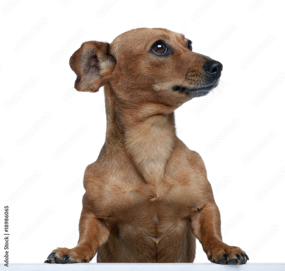 Portrait of bastard dog in front of white background