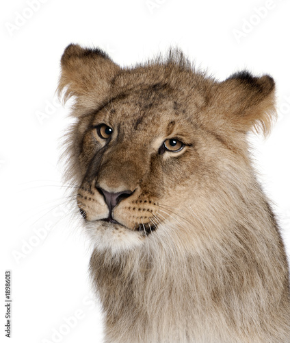 Fototapeta Naklejka Na Ścianę i Meble -  Lion, Panthera leo, 9 months old, in front of a white background