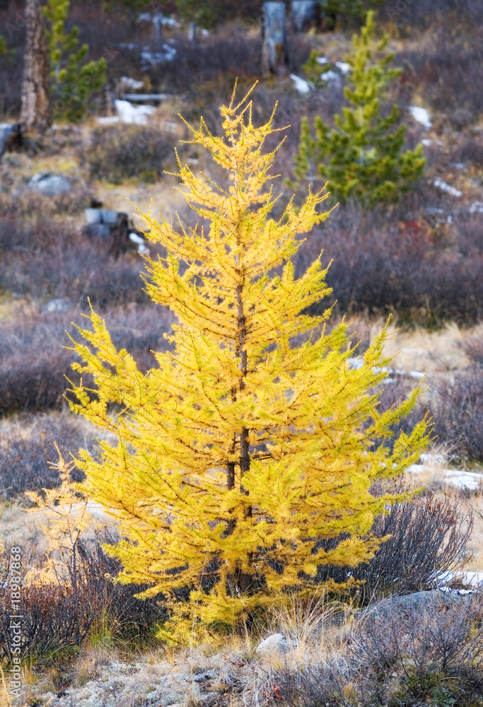 yellow trees yellow trees