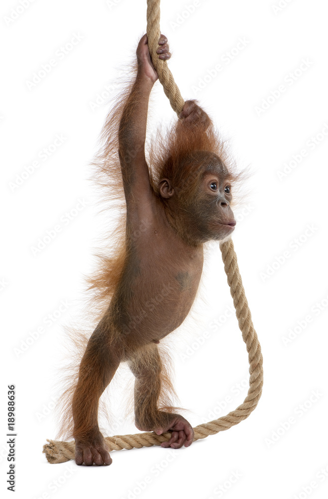 Obraz premium Sumatran Orangutan, hanging from rope against white background