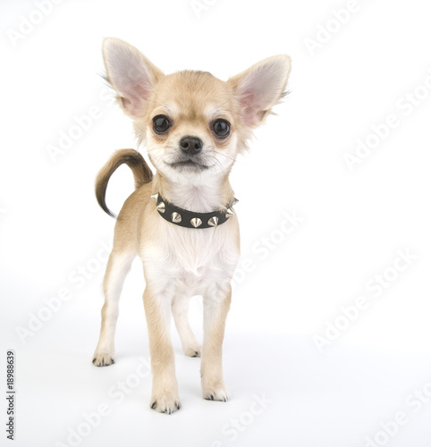 Chihuahua puppy with black leather collar with spikes © niknikp