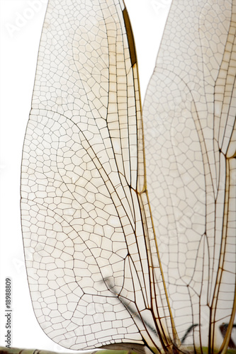 Close-up of Emperor dragonfly wings, against white background