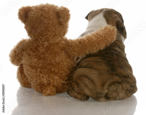 best friends - english bulldog puppy sitting beside bear photo