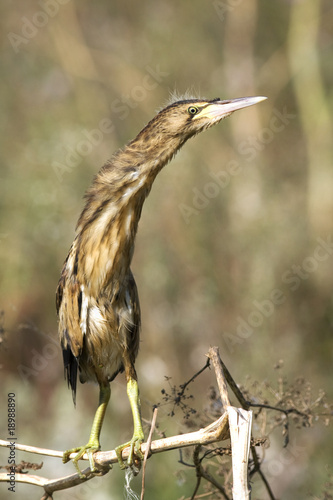 a juvenile of little bittern  sitting on a branch