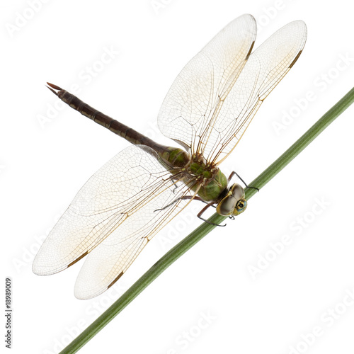 Old Emperor dragonfly, in front of white background