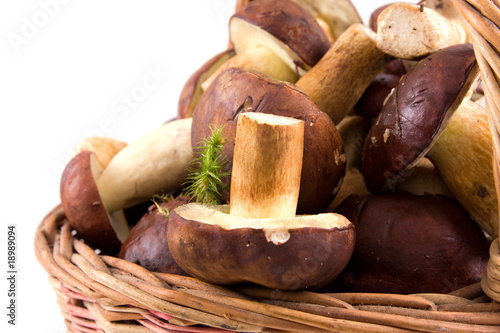 basket mushrooms on isolated