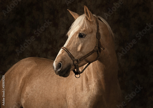 Palomino horse