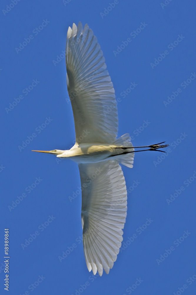 Naklejka premium great white egret in flight against the blue sky