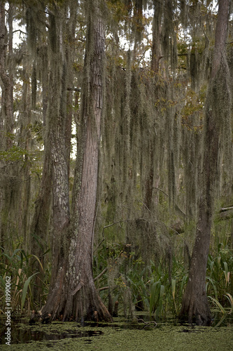 Swamp near New Orleans  Louisiana