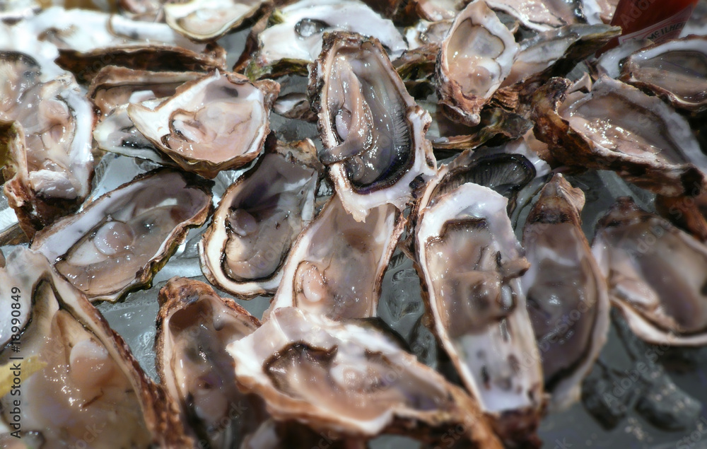 oyster oyster