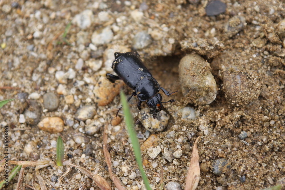 The bug on sand