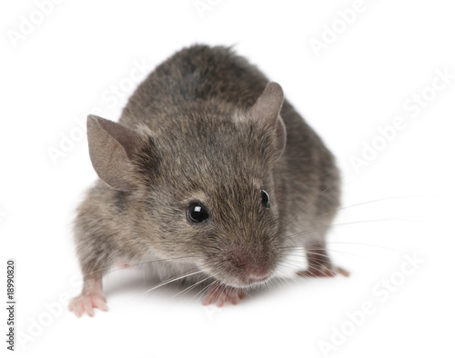 Wild mouse, in front of white background, studio shot